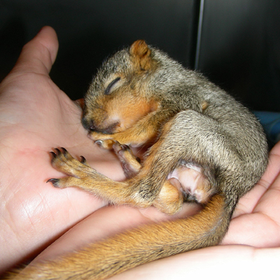 baby-squirrels-01.jpg